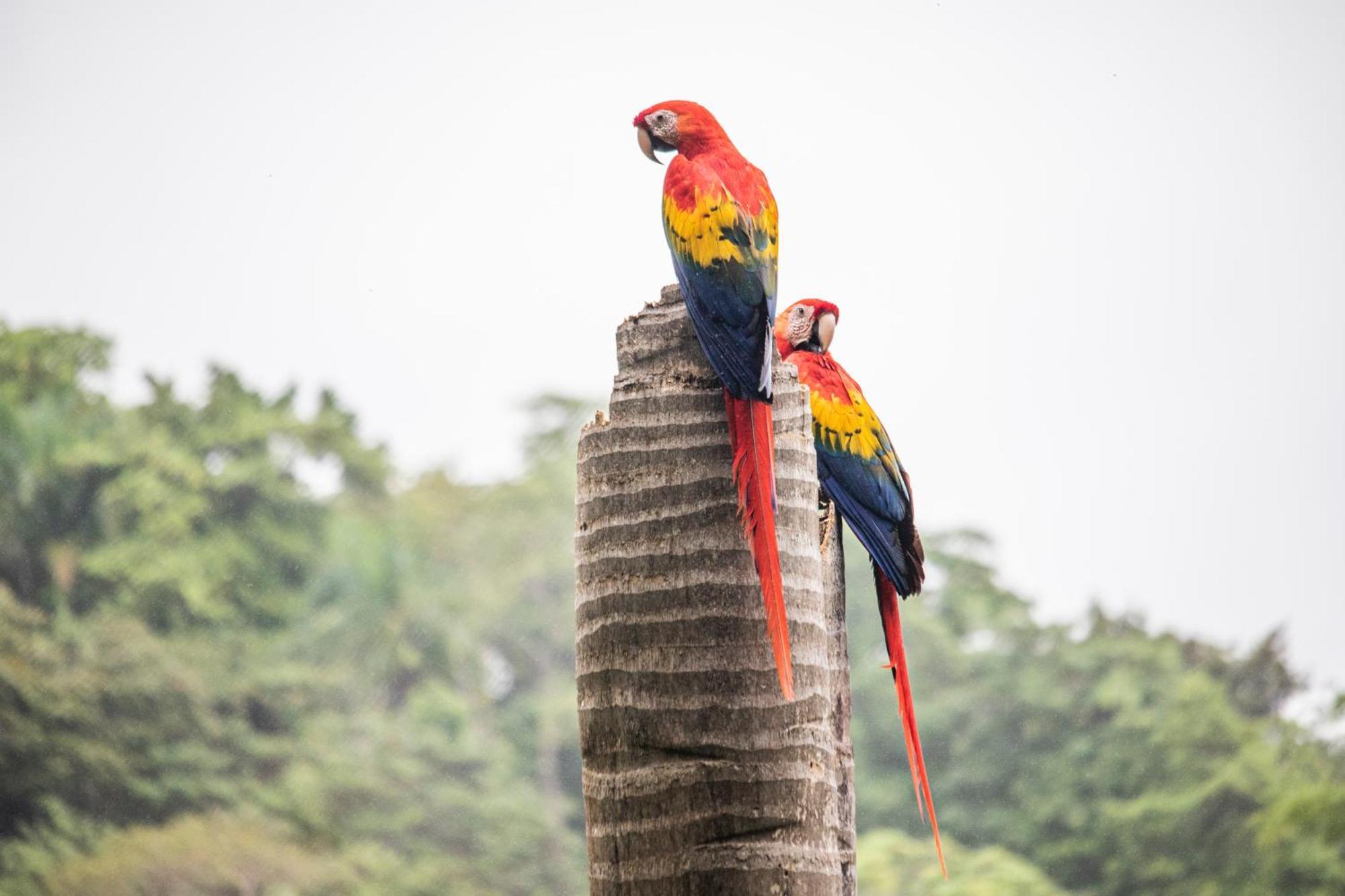 Boutique Hotel Las Cascadas Manuel Antonio Rum bild
